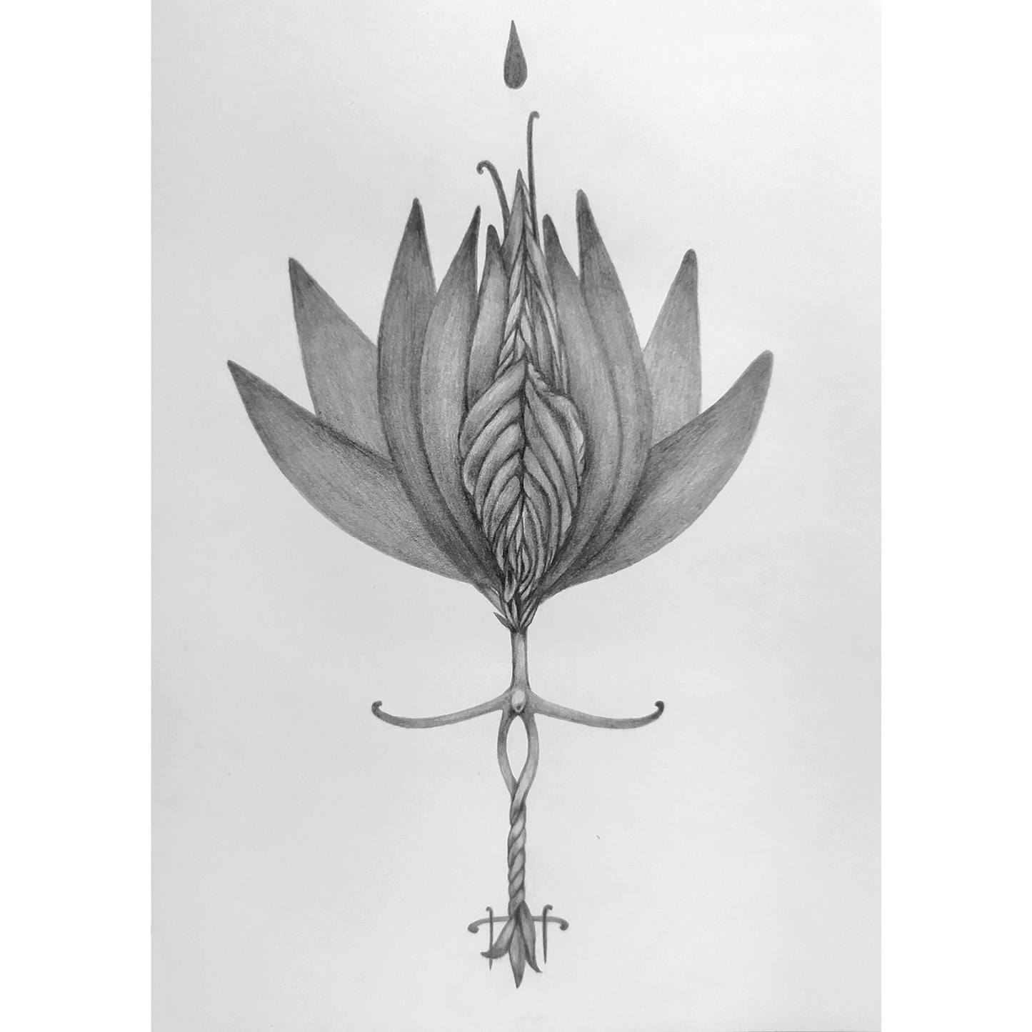Flower of tenderness, black and white artwork by contemporary Ukrainian artist Lina Chanturia