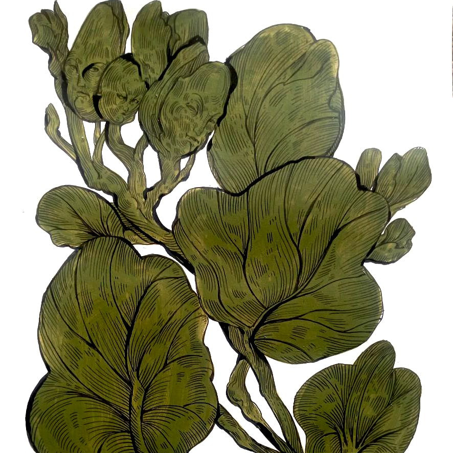 Botanical illustration of a plant with large, rounded, olive-green leaves and small buds, drawn with fine linework on a plain white background.