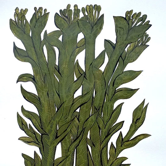A botanical illustration of a cluster of green seaweed or kelp with detailed leaf-like fronds and small flower-like tips, shown on a plain white background.