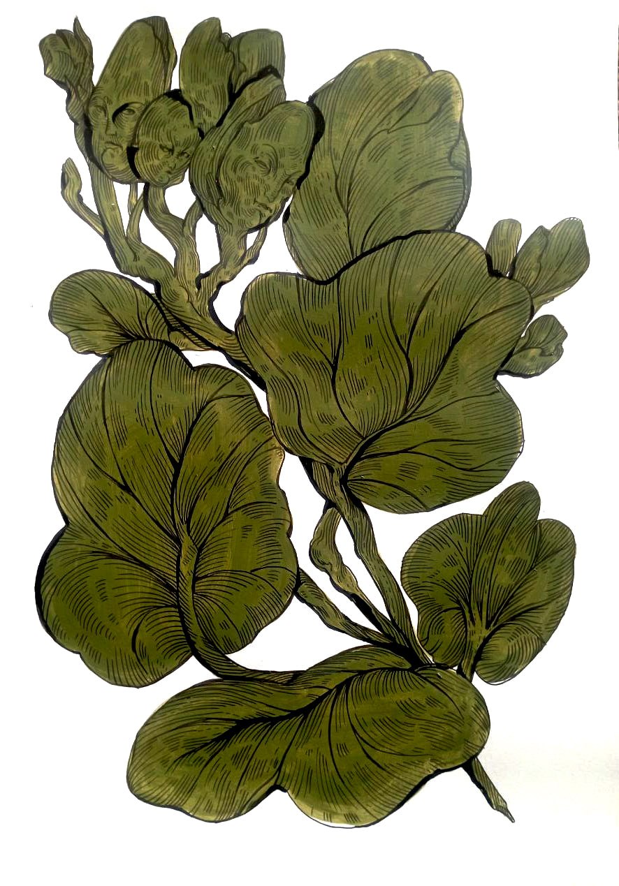 Botanical illustration of a plant with large, rounded, olive-green leaves and small buds, drawn with fine linework on a plain white background.