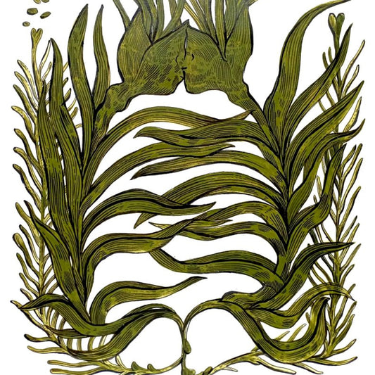 A botanical illustration of green seaweed or kelp with detailed leaf-like fronds, rendered in olive and moss green tones on a plain white background.